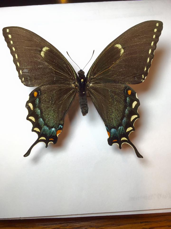 Papilio glaucus female (dark form mix) (Internet Image property of respective owner, non-commercial use only)